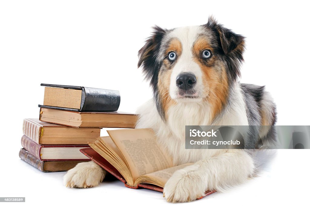 australian shepherd and books purebred australian shepherd  and books in front of white background Dog Stock Photo