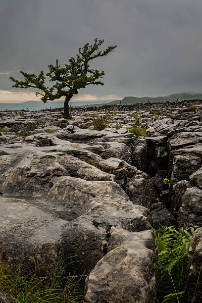 ruta de rocas con árbol aislado en mate día de lluvia. - twistleton scar fotografías e imágenes de stock