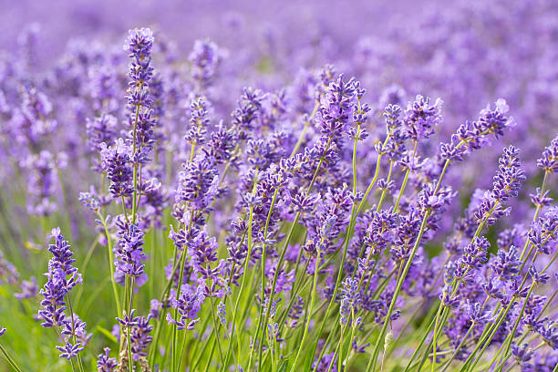 istock Close view of a Lavender bush. 483138736