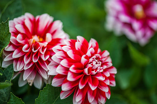 red Dahlia flowers on blur green background stock photo