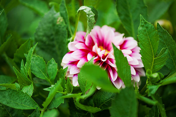 Pink Dahlia flower on blur green background stock photo