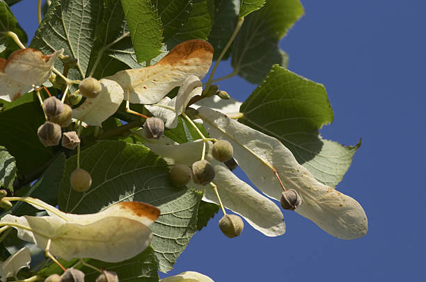 Fruits of the Firmiana simplex\nアオギリの実