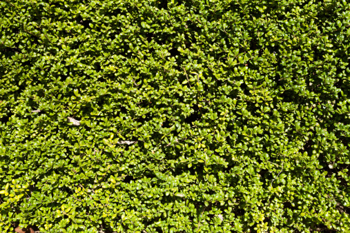 This image shows a green hedge. Good for a background.