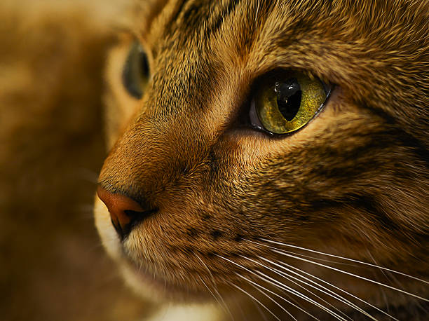 Bengal Cat – Foto