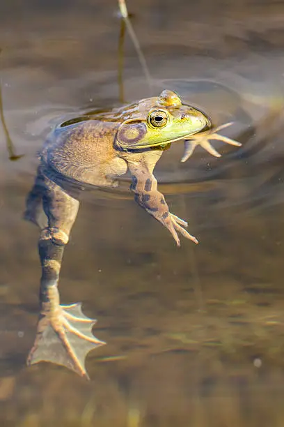 Frog in swamp while looking at you