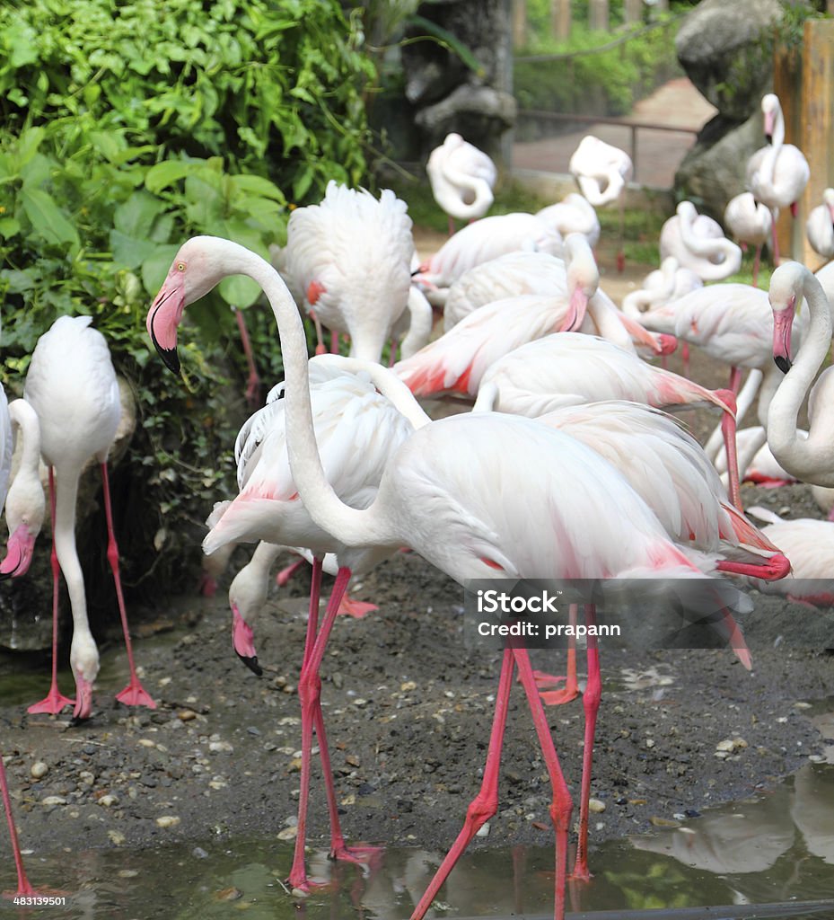 Group of pink flamingos Africa Stock Photo