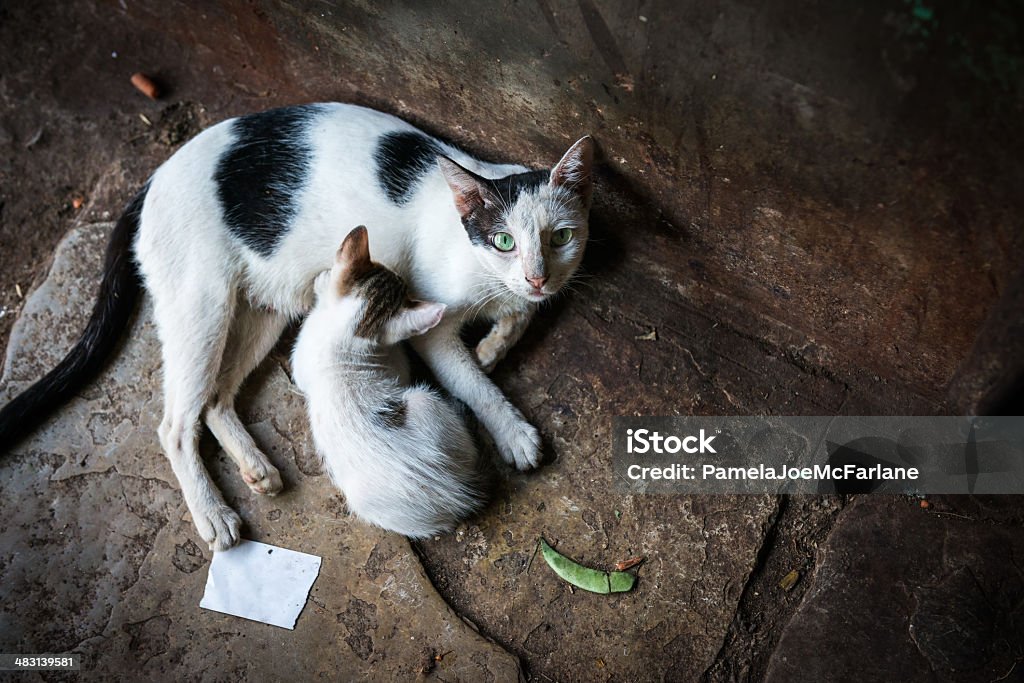 Stray Grün-Eyed Cat und Ihr Kätzchen - Lizenzfrei Hauskatze Stock-Foto