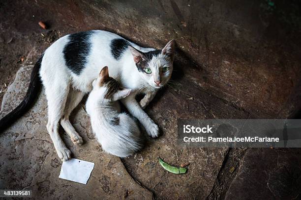 Stray Grüneyed Cat Und Ihr Kätzchen Stockfoto und mehr Bilder von Hauskatze - Hauskatze, Schwarz - Farbe, Streunende Tiere