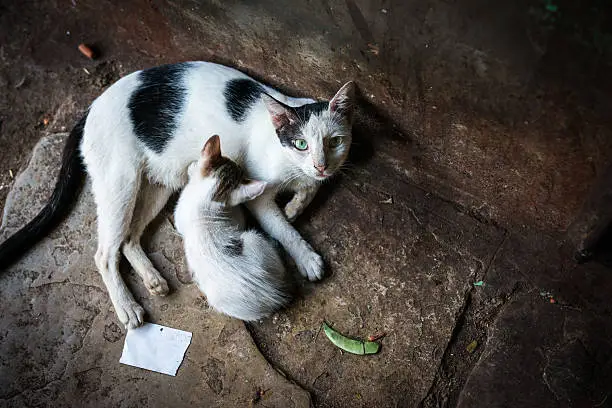 Photo of Stray Green Eyed Cat and her Kitten