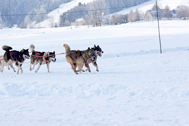 istock Husky Sled Dogs Running In Snow 483139798
