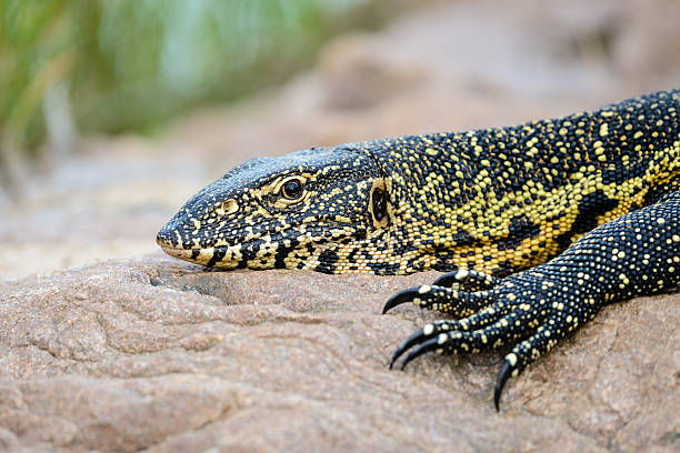 istock Water Monitor 483139983