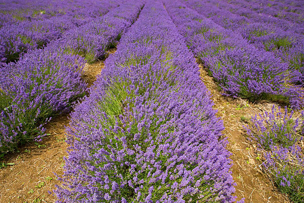 istock Rows of Lavender stretching into the distance. 483140316