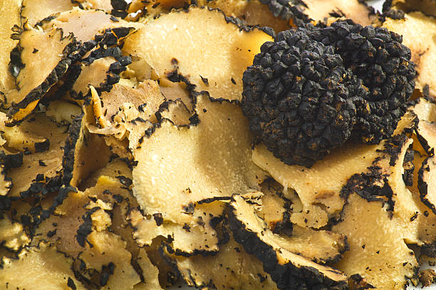trufas - white truffle imagens e fotografias de stock