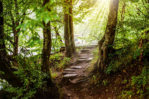 path and steps in the beautiful magic forest stock photo