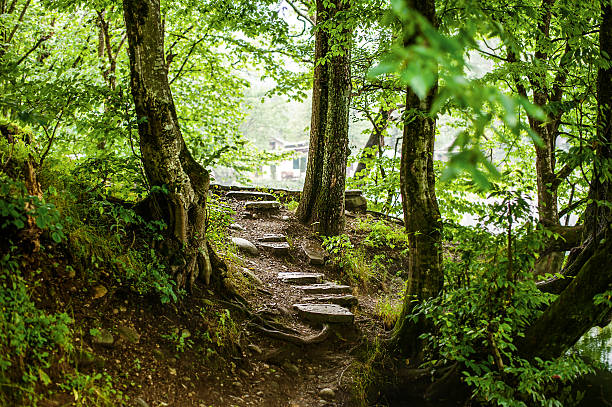 path and steps in the beautiful magic forest stock photo