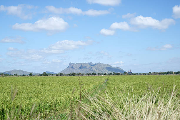 rice field and mountain landscape with blue sky in Kanchanaburi, Thailand