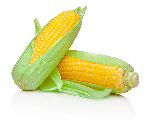 две свежие corn cobs изолированные на белом фоне - corn corn crop corn on the cob isolated стоковые фото и изображения