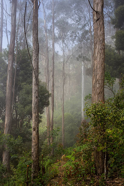 istock Road through a golden forest with fog 483142240