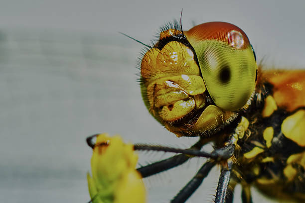 istock Portrait of a dragonfly 483145698