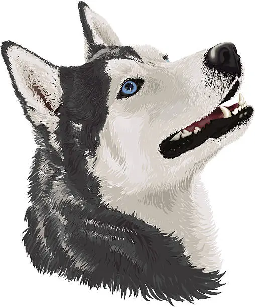 Vector illustration of Siberian husky