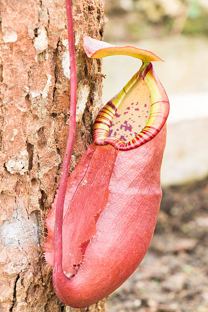 istock Nepenthes in The Garden 483146102