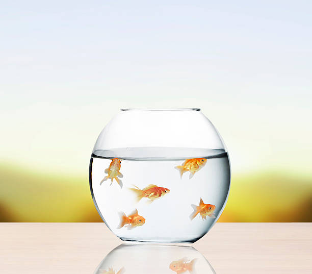 золотая рыбка прыжки из воды - fishbowl crowded goldfish claustrophobic стоковые фото и изображения