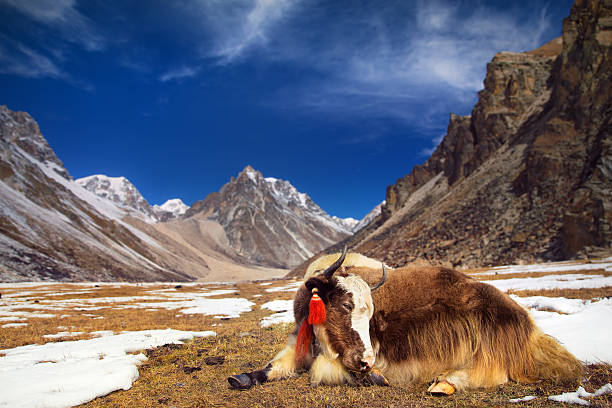 yak nas montanhas - bhutan - fotografias e filmes do acervo