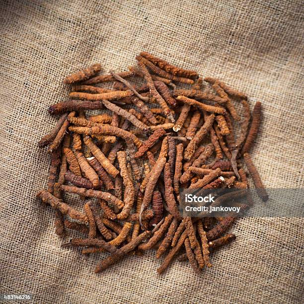 Yarsagumba Stock Photo - Download Image Now - Ophiocordyceps Sinensis, 2015, Alternative Therapy