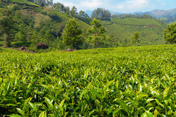 istock View of tea plantation valley in Munnar 483146314