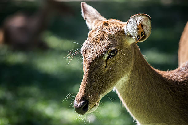 istock Portrait of red deer in forest. 483147096