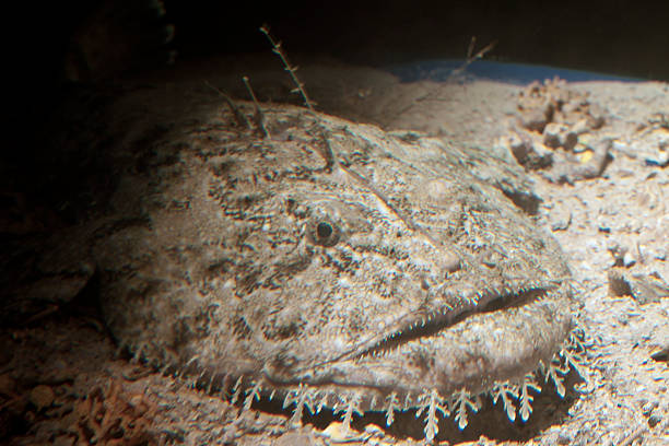 monkfish - anglerfish 뉴스 사진 이미지