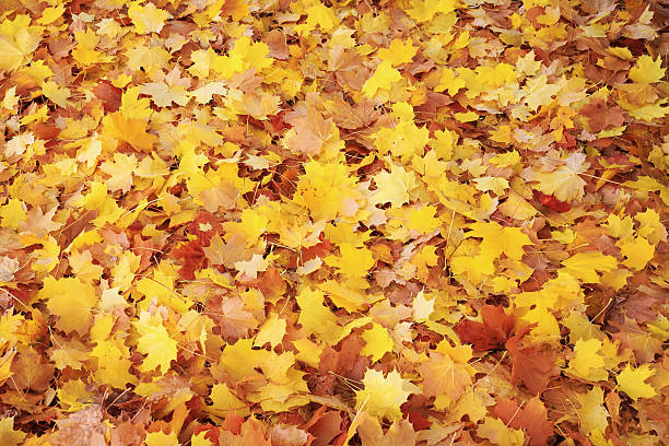 istock Bed of Autumn Leaves 483147441