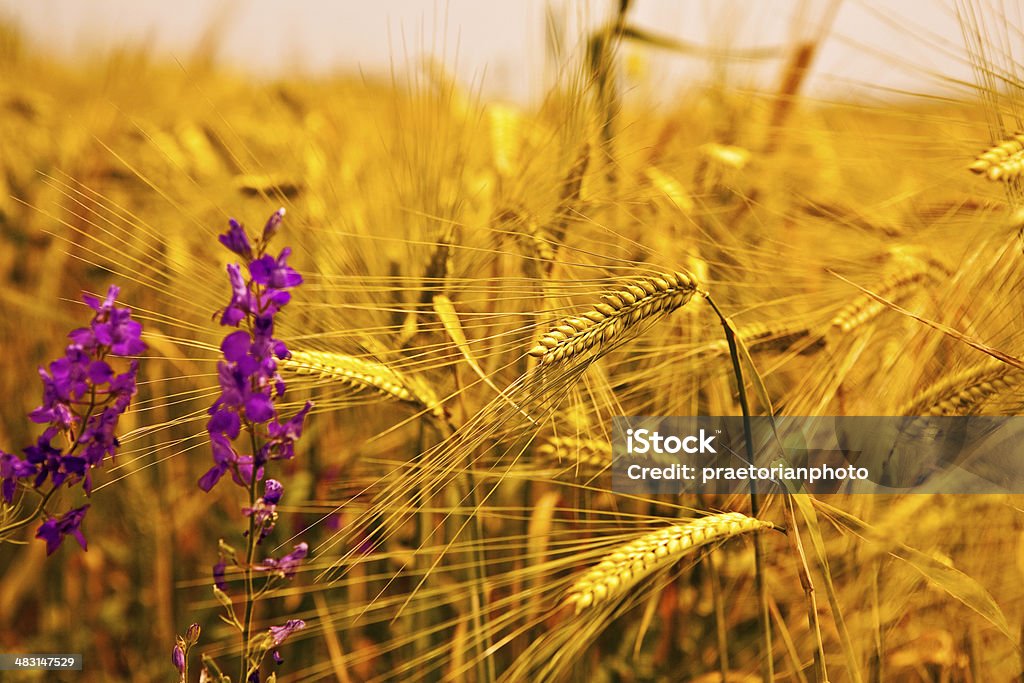 Espiga de trigo com flores - Foto de stock de Agricultura royalty-free