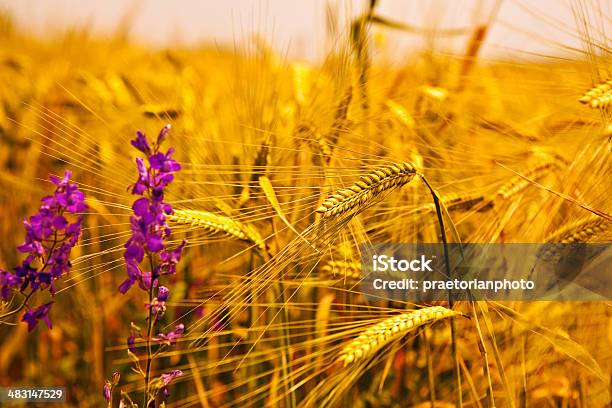 Foto de Espiga De Trigo Com Flores e mais fotos de stock de Agricultura - Agricultura, Ajardinado, Alimentação Saudável