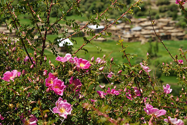 Flowers in spring,Suru Valley,Northern India