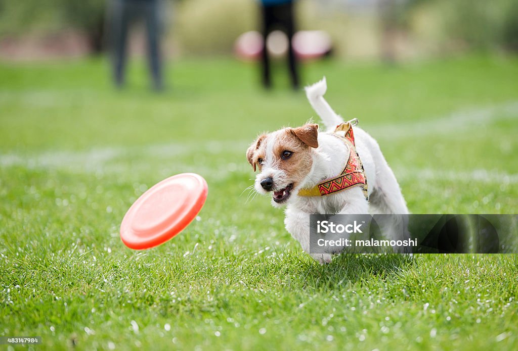 small dog playing with disk Jack Russell Terrier running on the grass after orange plastic disc  Dog Stock Photo