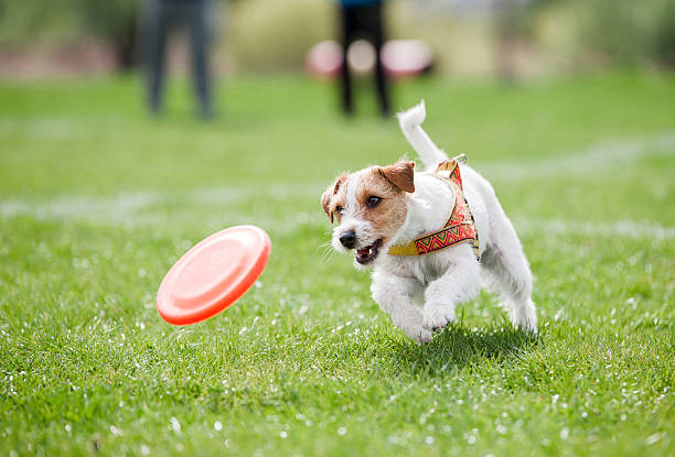 small dog playing with disk Jack Russell Terrier running on the grass after orange plastic disc  plastic disc stock pictures, royalty-free photos & images