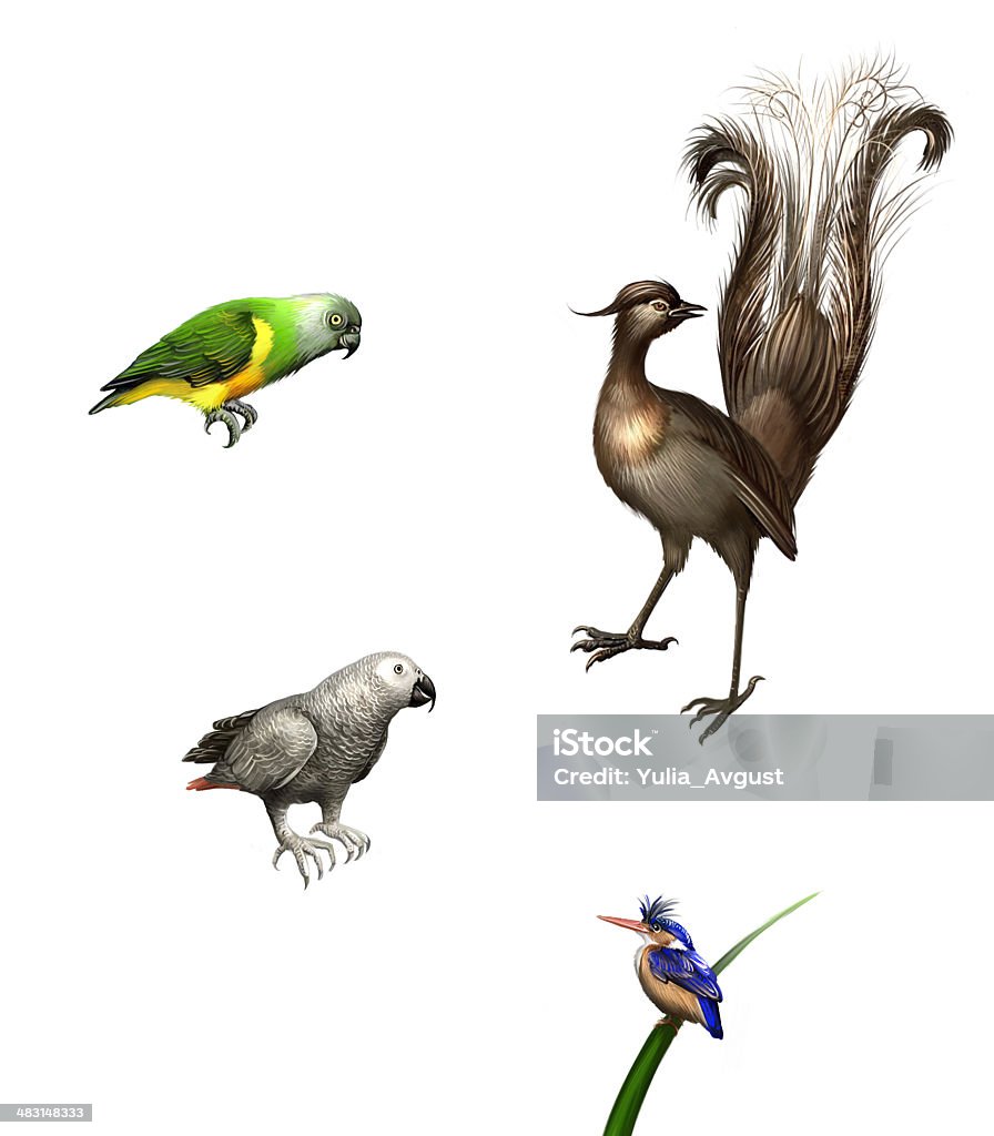 Pássaros exóticos: budgies, Papagaio cinza, verde e lyrebird Parrot - Ilustração de Menuridae royalty-free