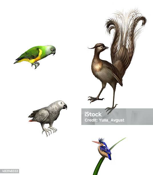 Vetores de Pássaros Exóticos Budgies Papagaio Cinza Verde E Lyrebird Parrot e mais imagens de Menuridae