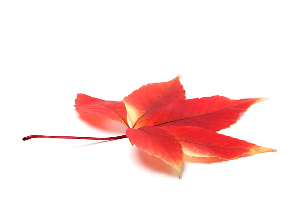 istock Red autumn virginia creeper leaves on white background with copy 483149272