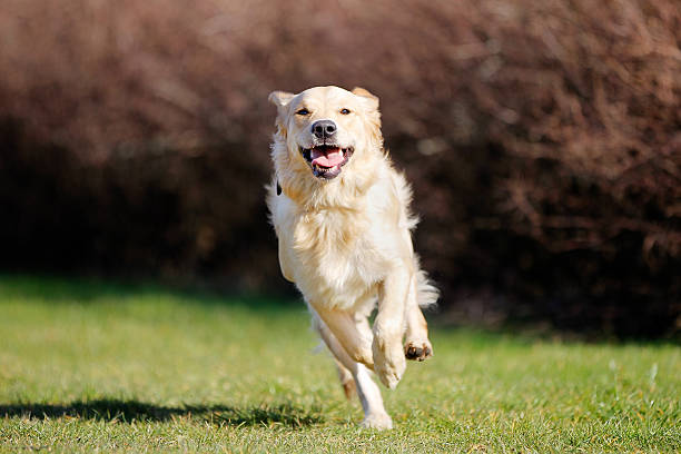 istock Running golden retriever 483149369