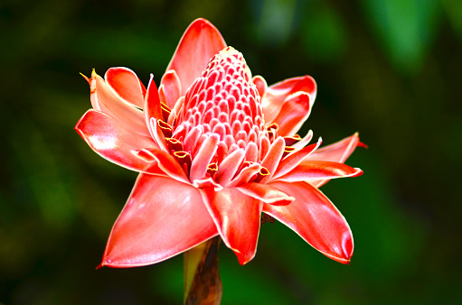 Tropical jungle flower