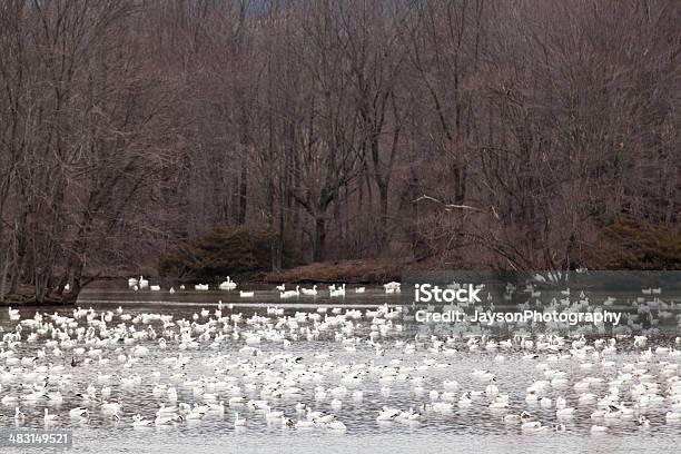 Thousands Of Snow Geese Stock Photo - Download Image Now - March - Month, Pennsylvania, Abundance