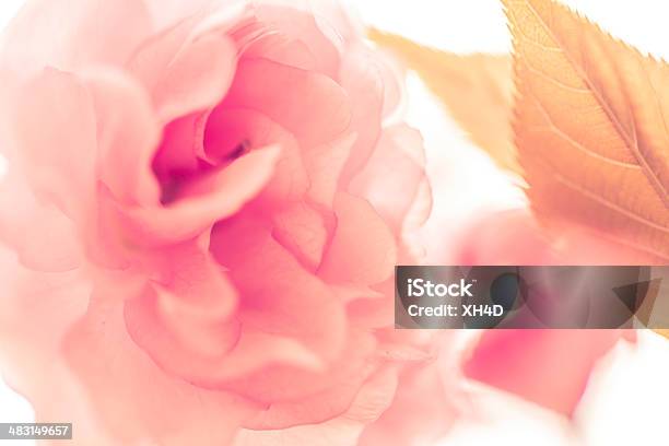 Sakura Stockfoto und mehr Bilder von Ast - Pflanzenbestandteil - Ast - Pflanzenbestandteil, Baumblüte, Bildschärfe