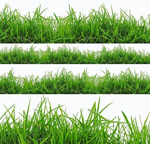 istock Fresh spring green grass panorama isolated on white background. 483149757