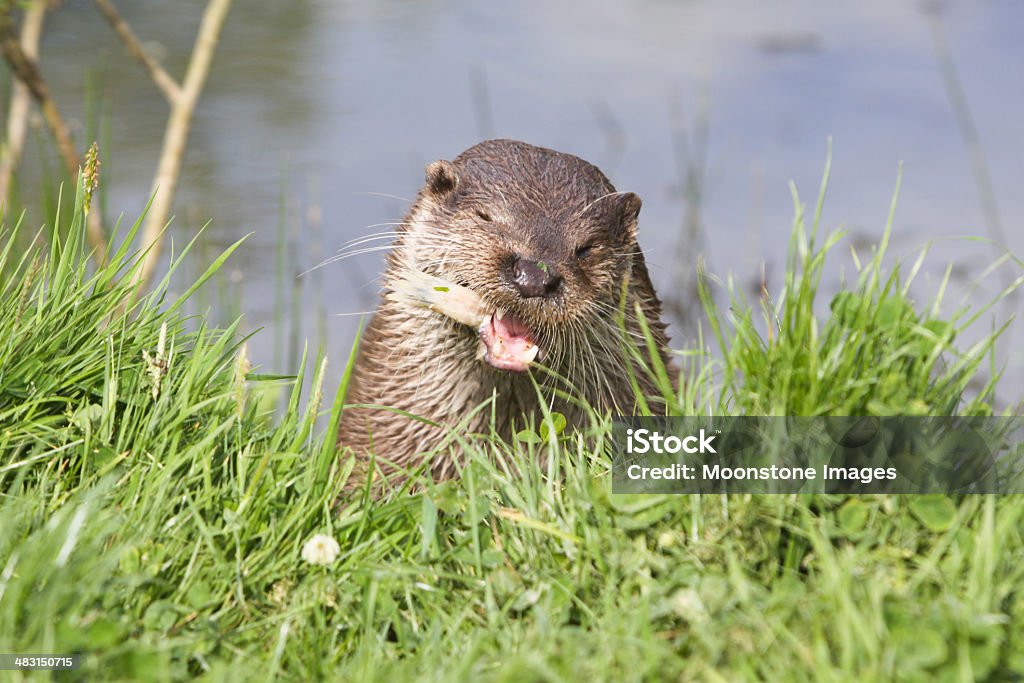 Lontra europea nel Surrey, in Inghilterra - Foto stock royalty-free di Lontra