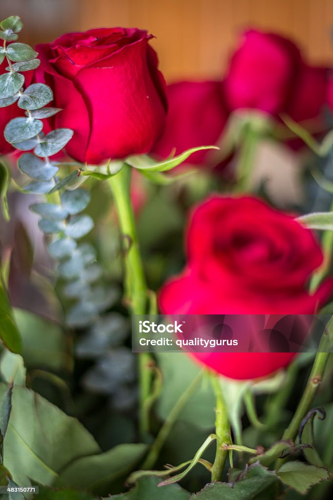 Red rosas - Foto de stock de Belleza de la naturaleza libre de derechos