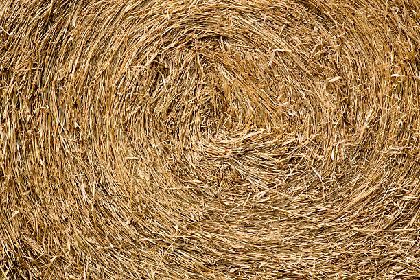 istock Dry straw macro shot. Background or Texture 483151625
