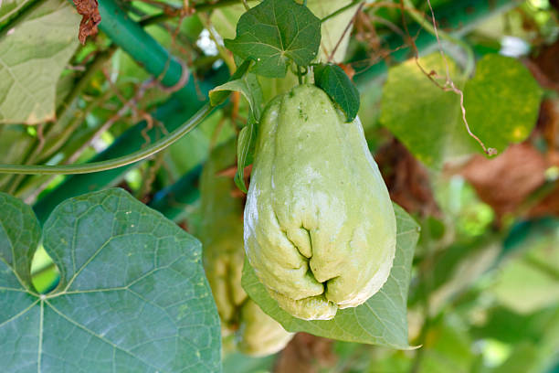chayote fruit chayote (Sechium edule) is a member of family Cucurbitaceae (melons, cucumbers and squash) known as chayote pear, chayote squash, mirliton, pear squash, vegetable pear and christophene Christophine stock pictures, royalty-free photos & images