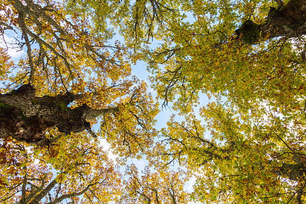 가을 나무-otoño copas de los arboles - valley oak 뉴스 사진 이미지